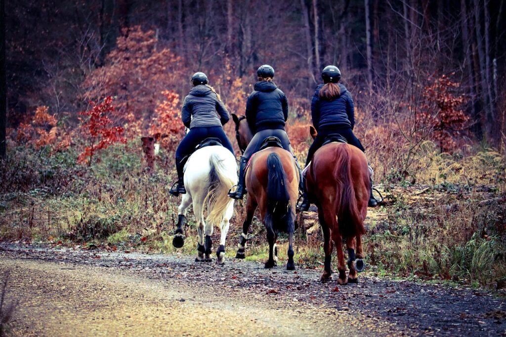 horses, equestrian, sports, ride out, horse riding