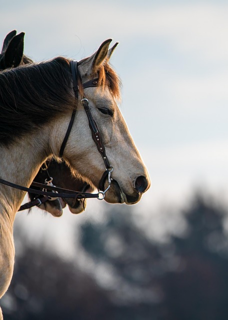 horses, horse riding, mammal, meadow, riding facility, animal photography, wildlife, nature